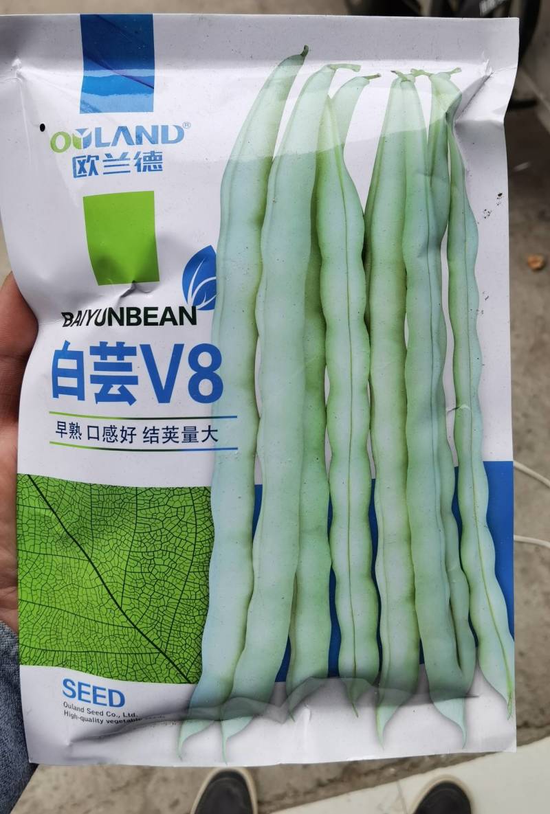 白芸V8四季豆种子，早熟白荚产量超高，无筋，荚长32公分
