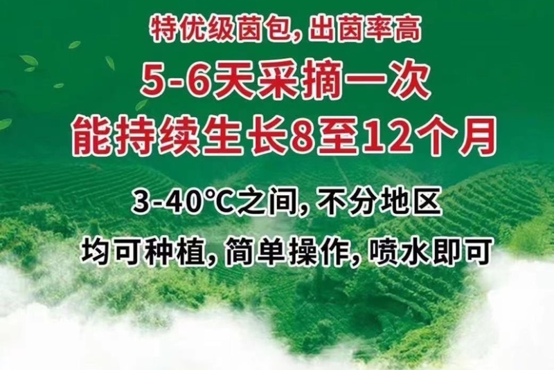 菌包蘑菇菌子棒菌棒菌包批发自己种享受乐趣