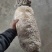 菌包蘑菇菌子棒菌棒菌包批发自己种享受乐趣