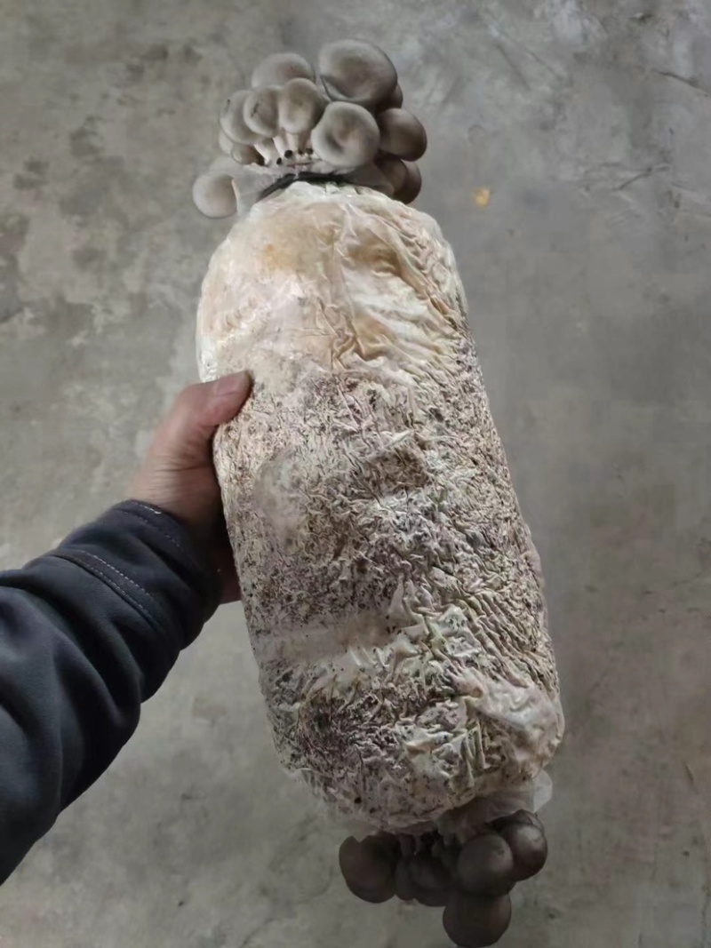 菌包蘑菇菌子棒菌棒菌包批发自己种享受乐趣