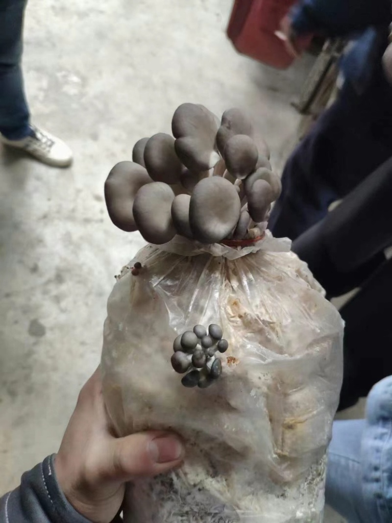 菌包蘑菇菌子棒菌棒菌包批发自己种享受乐趣