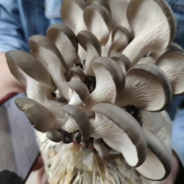 菌包蘑菇菌子棒菌棒菌包批发自己种享受乐趣