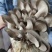 菌包蘑菇菌子棒菌棒菌包批发自己种享受乐趣