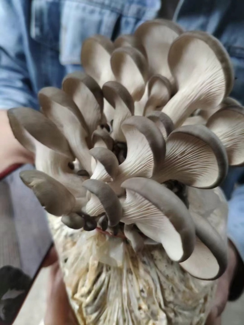 菌包蘑菇菌子棒菌棒菌包批发自己种享受乐趣