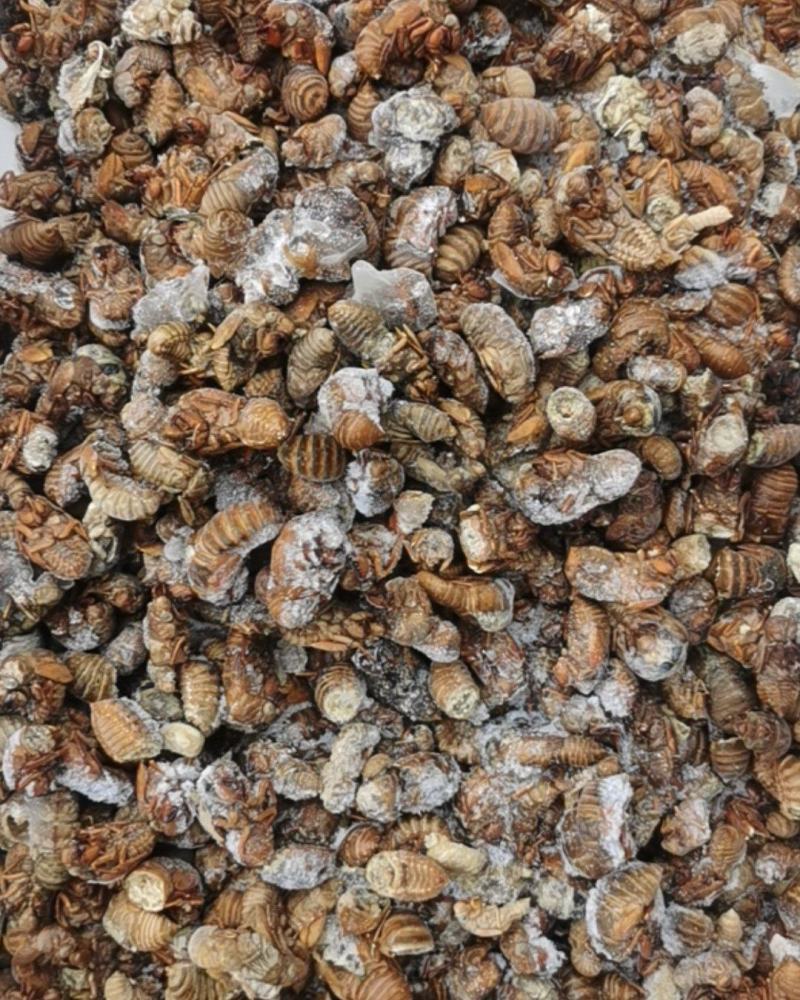 大量出售金蝉自助餐饭店使用特别合适货源不多喜欢的老板订货
