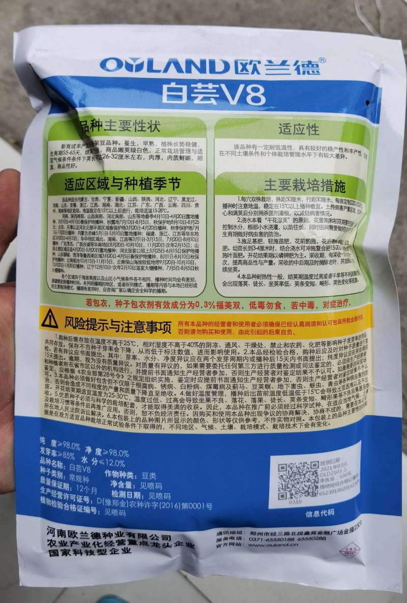 白芸V8四季豆种子，早熟白荚产量超高，无筋，荚长32公分