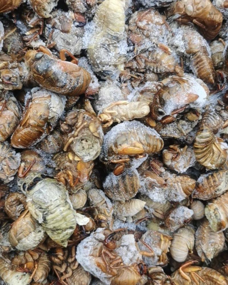 大量出售金蝉自助餐饭店使用特别合适货源不多喜欢的老板订货