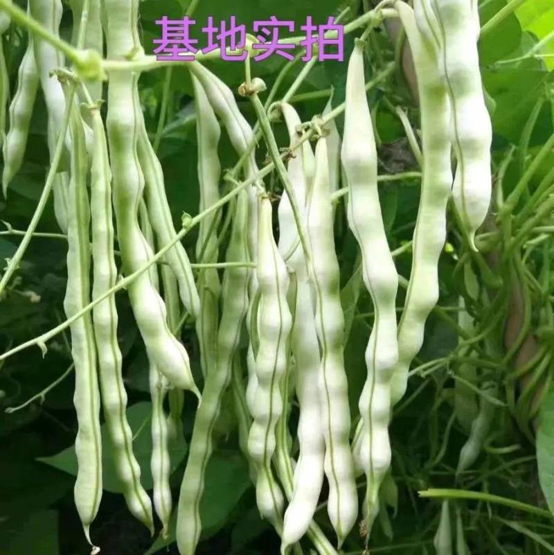 王中王四季豆种子，无筋无纤维，特高产白绿荚，亩产万斤
