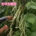 王中王四季豆种子，无筋无纤维，特高产白绿荚，亩产万斤