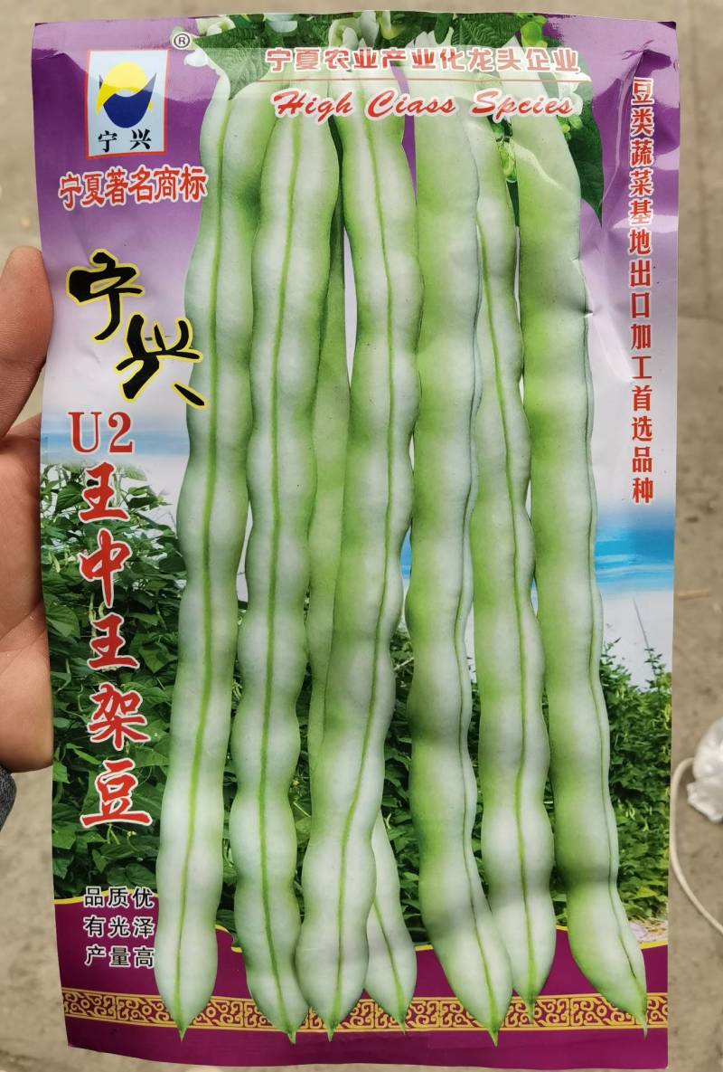 王中王四季豆种子，无筋无纤维，特高产白绿荚，亩产万斤