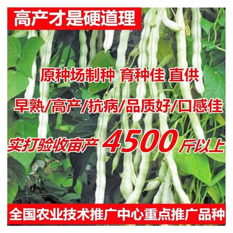 王中王四季豆种子，无筋无纤维，特高产白绿荚，亩产万斤
