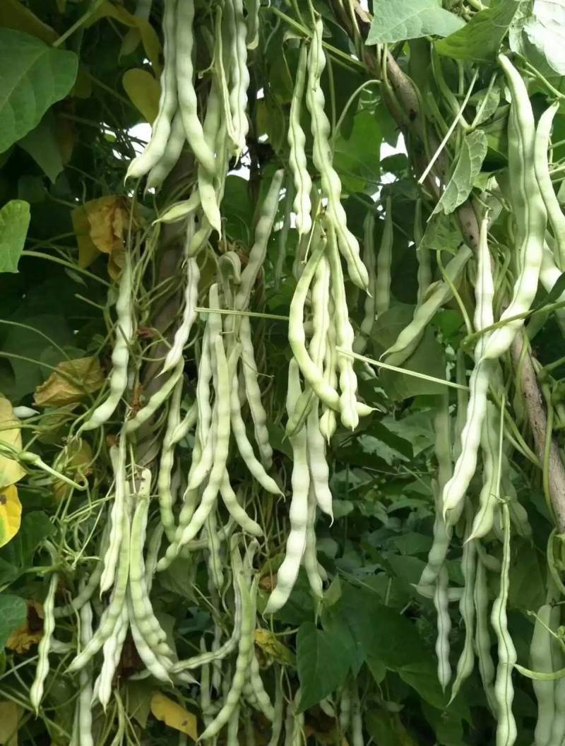 王中王四季豆种子，无筋无纤维，特高产白绿荚，亩产万斤