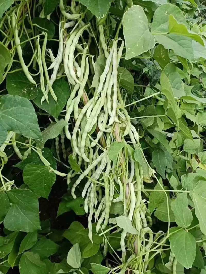 王中王四季豆种子，无筋无纤维，特高产白绿荚，亩产万斤