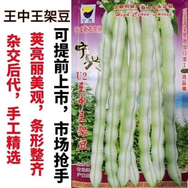 王中王四季豆种子，无筋无纤维，特高产白绿荚，亩产万斤