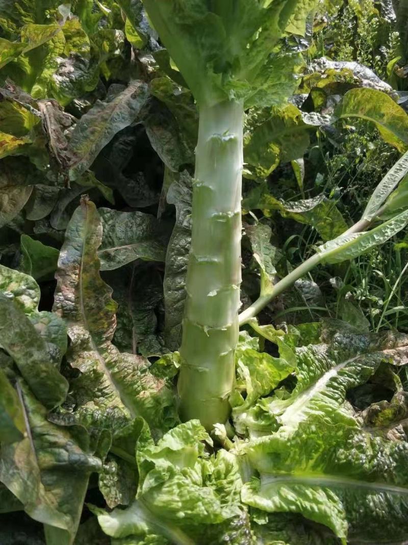 湖北，红叶莴笋，一斤半起步，根据要求发货，产地直发