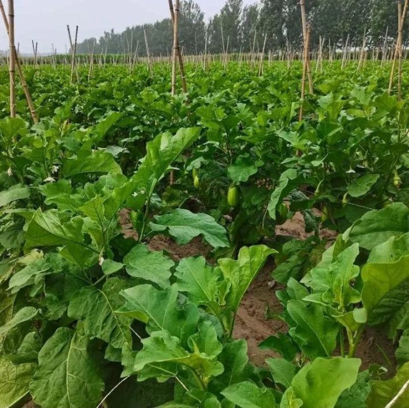 茄子种子皮色油绿肉质细腻早熟抗病强味甘