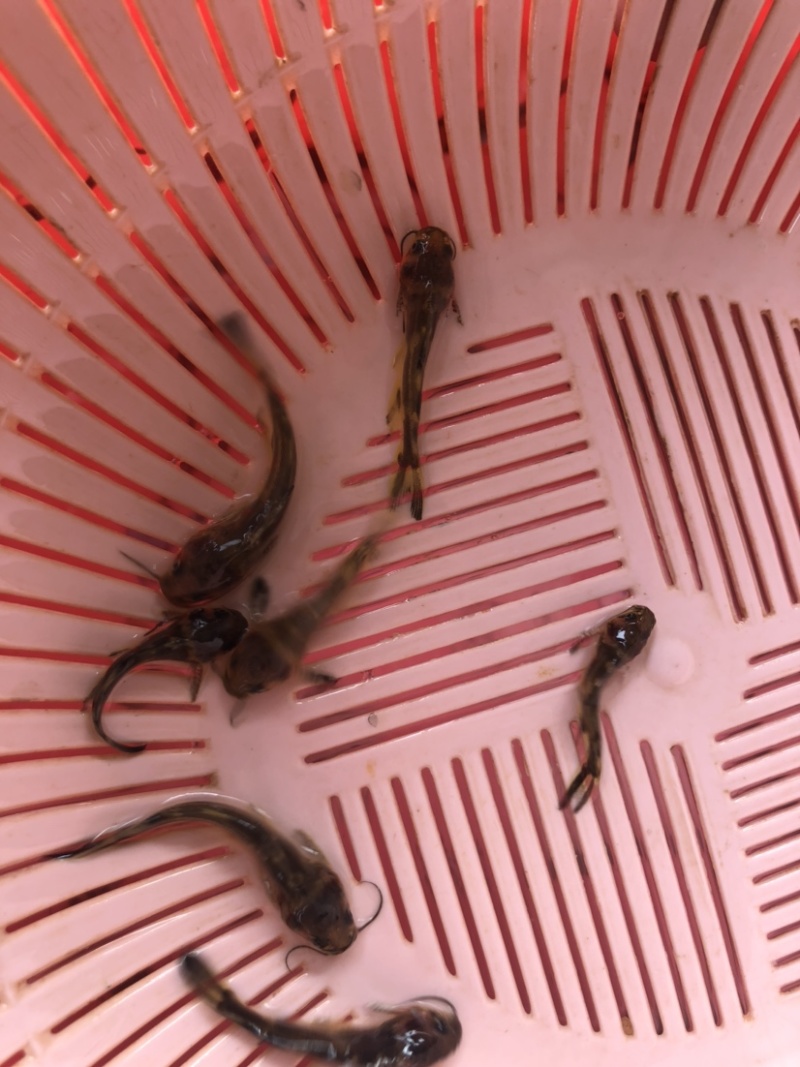 〖黄骨鱼苗〗优质淡水鱼苗、货源充足、量大从优、