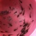 〖黄骨鱼苗〗优质淡水鱼苗、货源充足、量大从优、