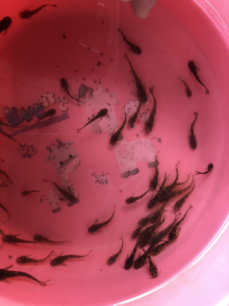 〖黄骨鱼苗〗优质淡水鱼苗、货源充足、量大从优、