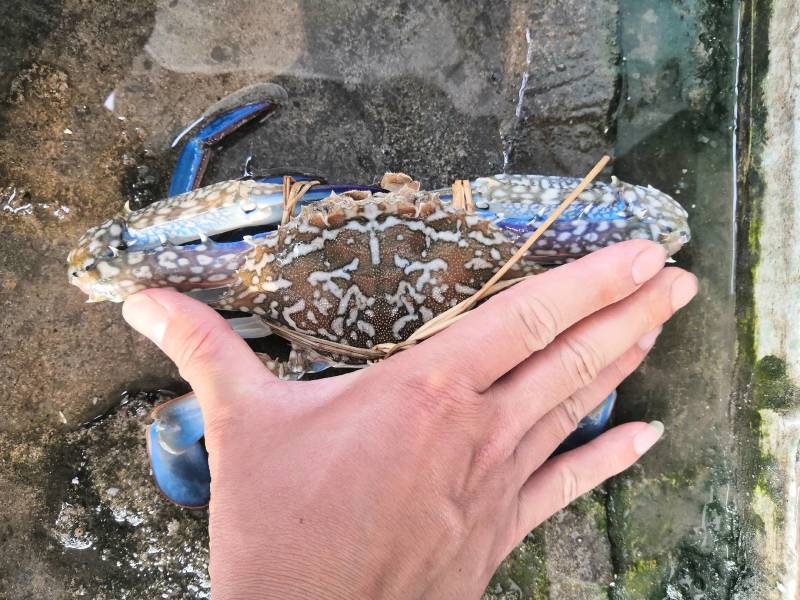 新鲜浅网活兰花蟹，每天早上码头上货，规格齐全。