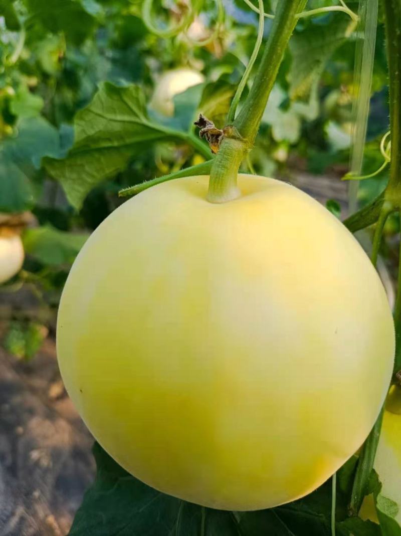 黄蜜罐