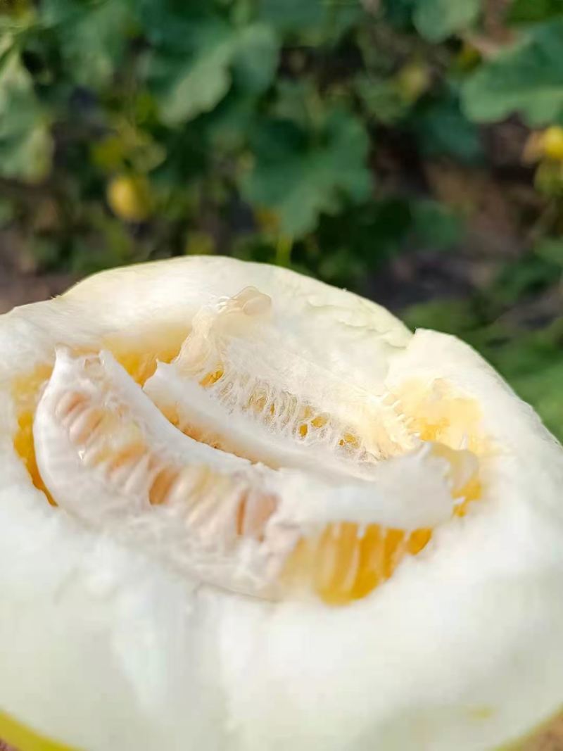 黄蜜罐