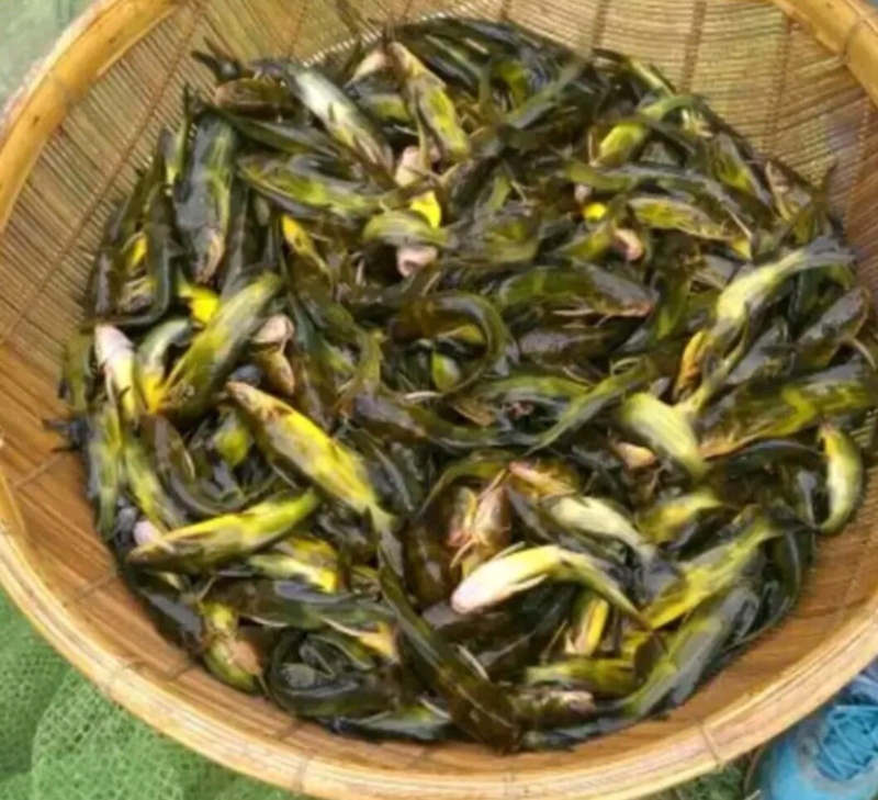 〖黄骨鱼苗〗优质淡水鱼苗、货源充足、量大从优、