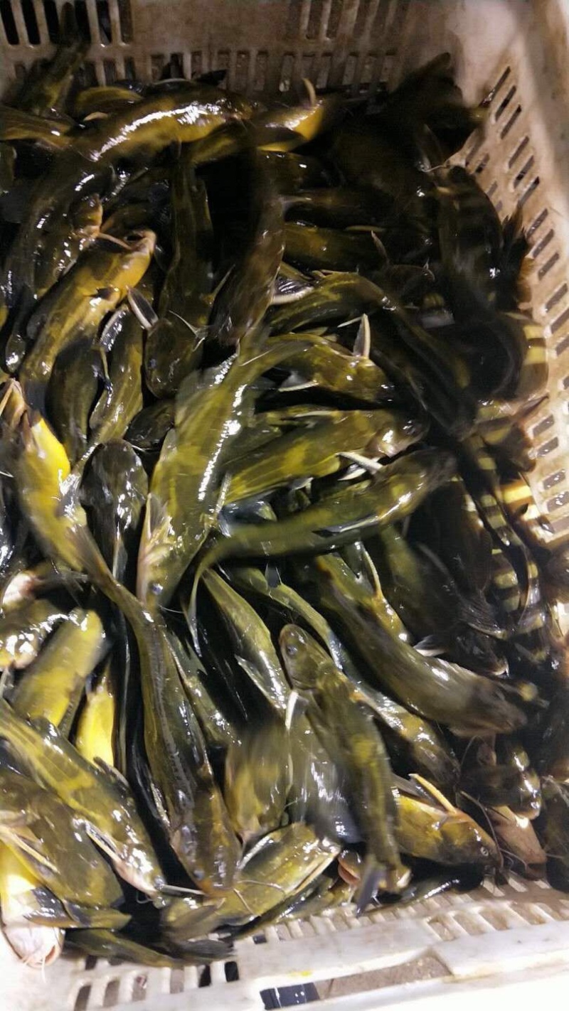 〖黄骨鱼苗〗优质淡水鱼苗、货源充足、量大从优、
