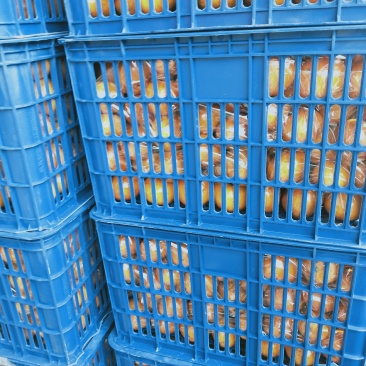 广西沃柑