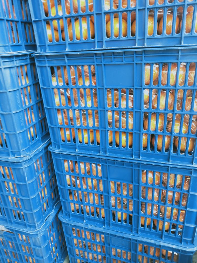 广西沃柑