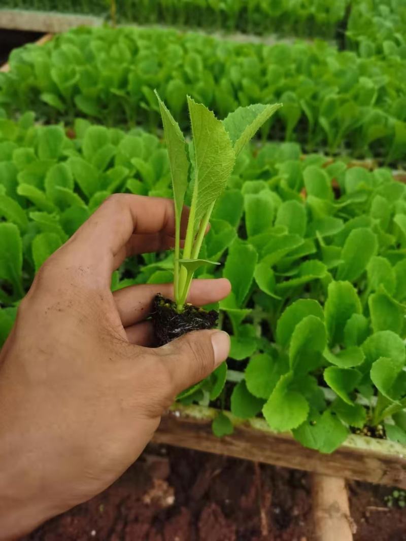 绍菜苗，根系发达，量大从优，厂家直发，专业育苗技术！