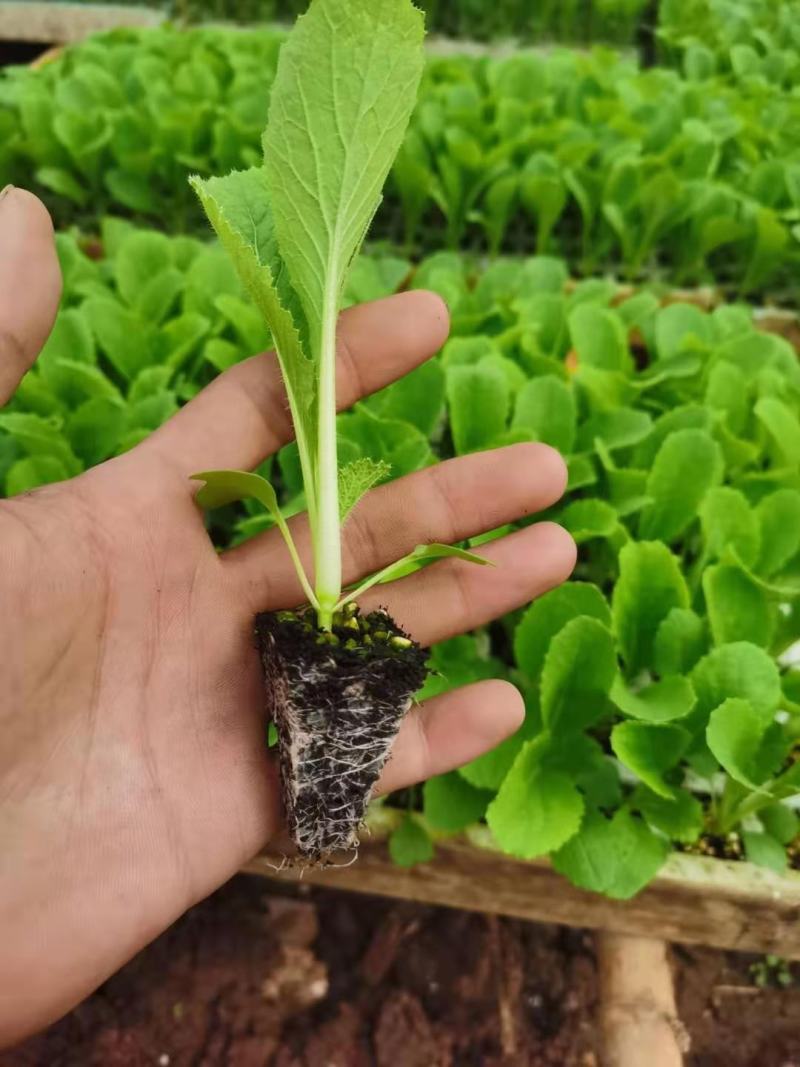 绍菜苗，根系发达，量大从优，厂家直发，专业育苗技术！