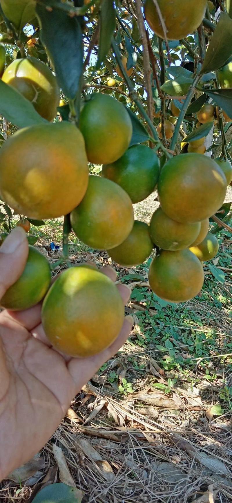 脆蜜金桔苗，正品保障提供技术指导，桂林柑桔主产区