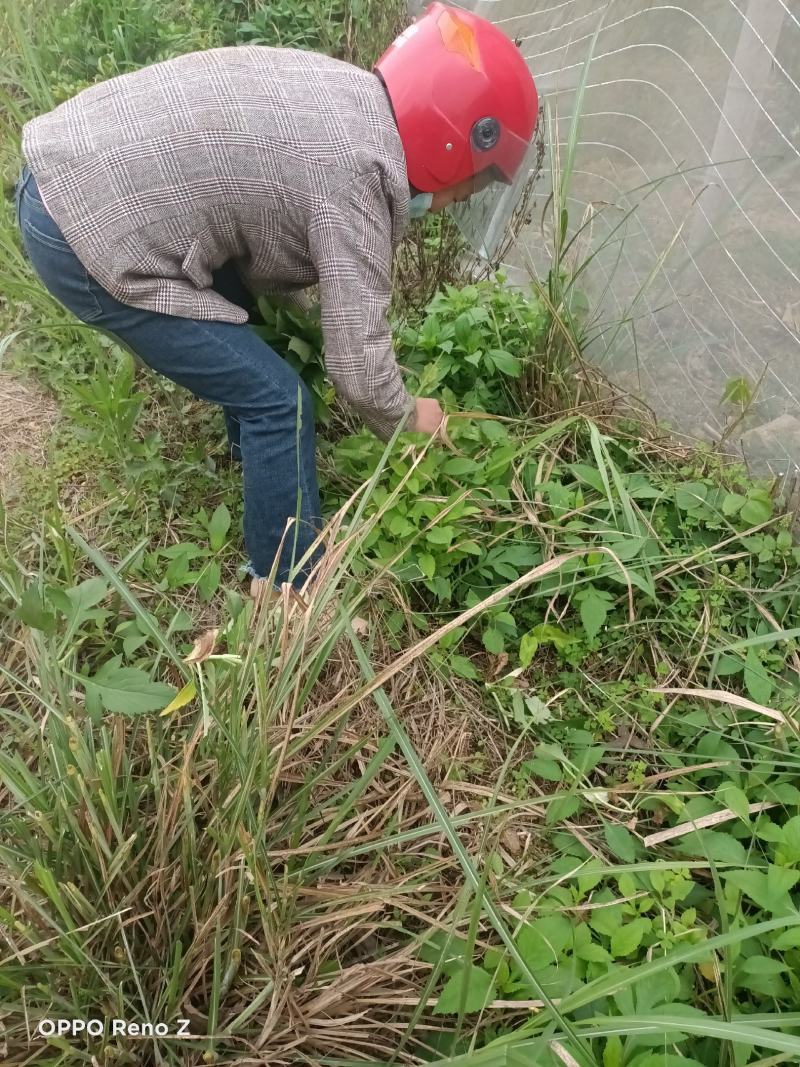 包邮野苦斋鲜货干货有货2斤起发，鲜货现釆现发，下单就采