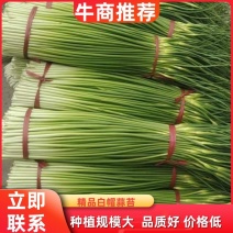 【商家推荐】精品白帽蒜苔红帽蒜苔长苔新蒜苔干苔