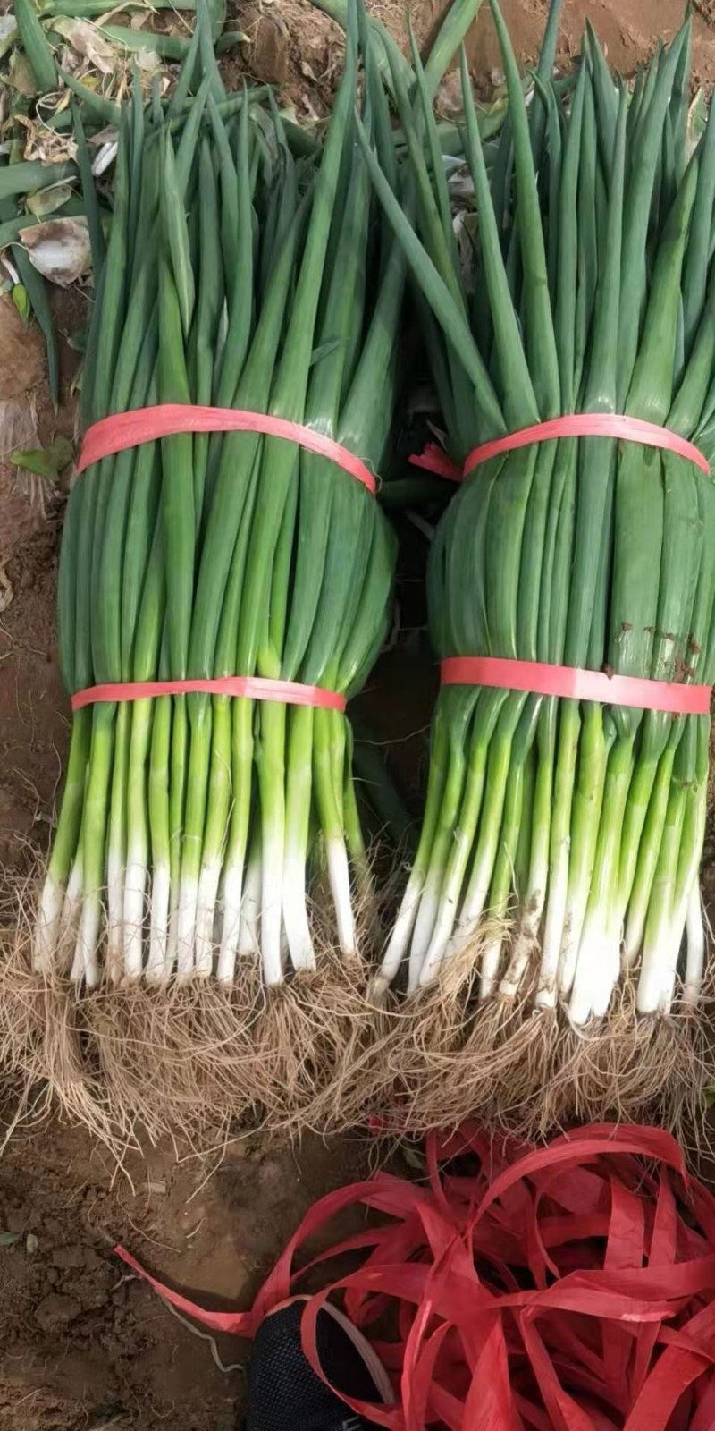 长白大葱
