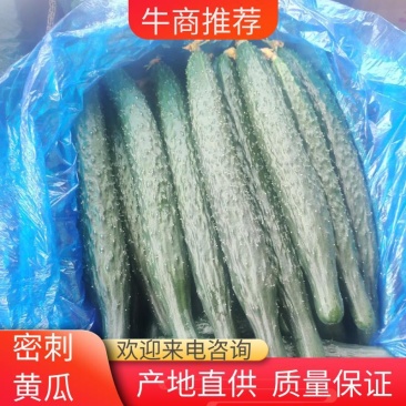 《黄瓜价格不高》鲜花蜜刺青肉油亮瓜，基地大量上市中，