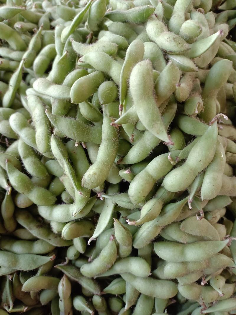 广西博白县优质毛豆，五百亩种植基地，大量出售，欢迎来收购