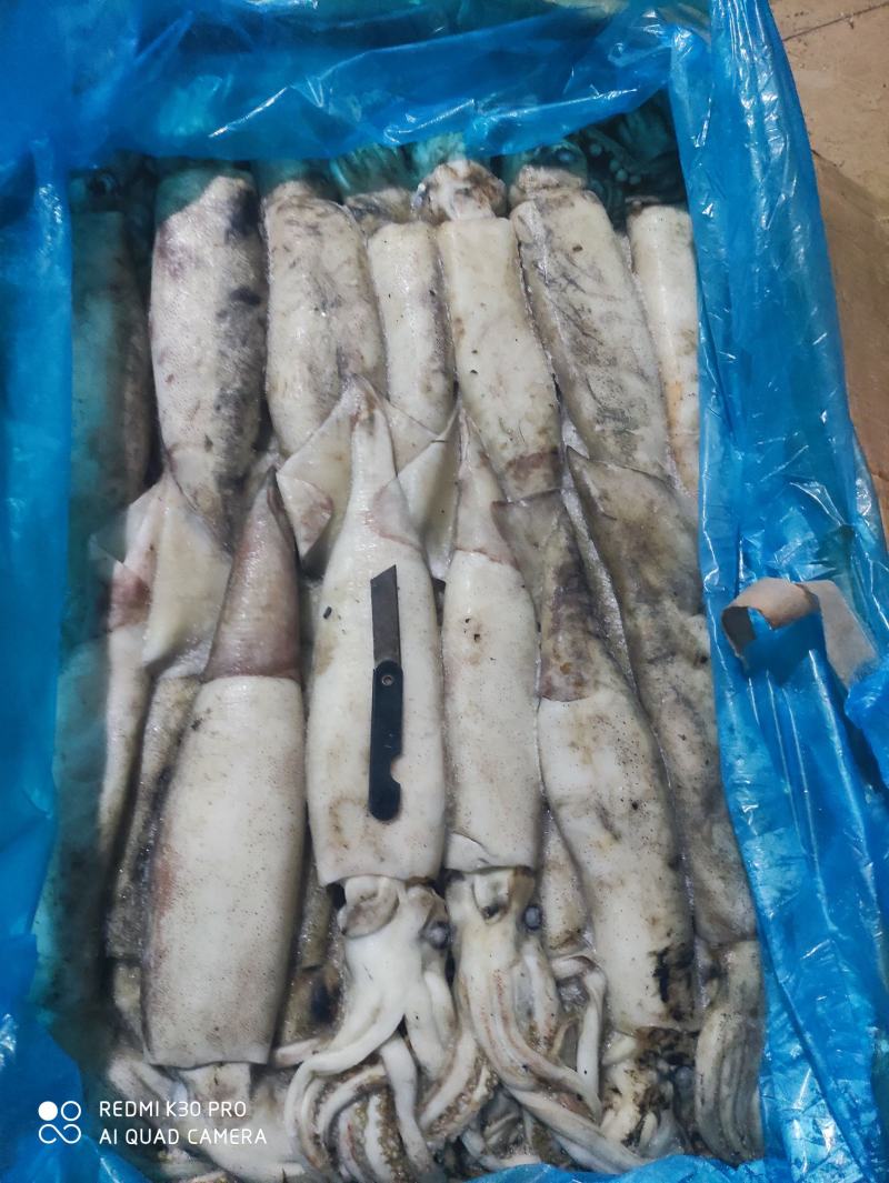 鱿鱼飞机鱿真鱿888888888888888888