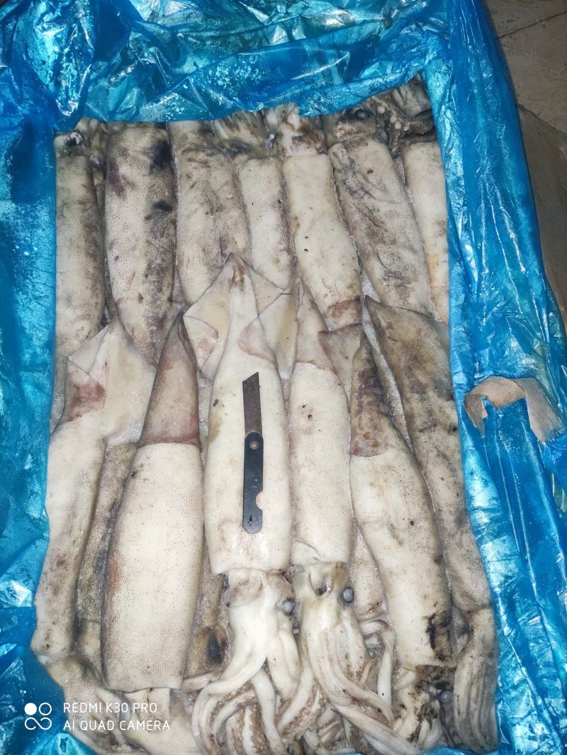 鱿鱼飞机鱿真鱿888888888888888888