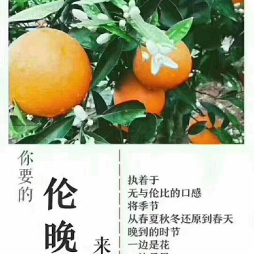 好山好水好脐橙产地直供一件代发