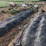 红颜草莓苗红颜奶油室内阳台种植结果种苗易活大量供应