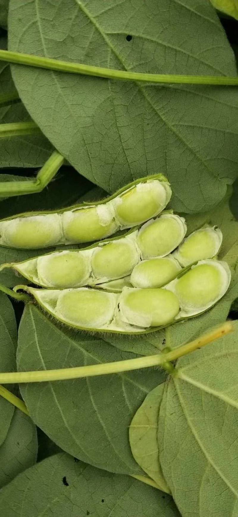 万亩基地大鹏毛豆四季豆豇豆，5月份大量上市，供应
