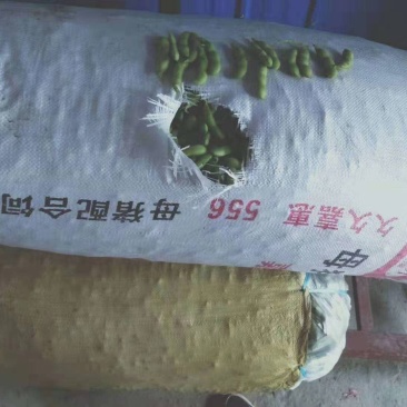 万亩基地大鹏毛豆四季豆豇豆，5月份大量上市，供应