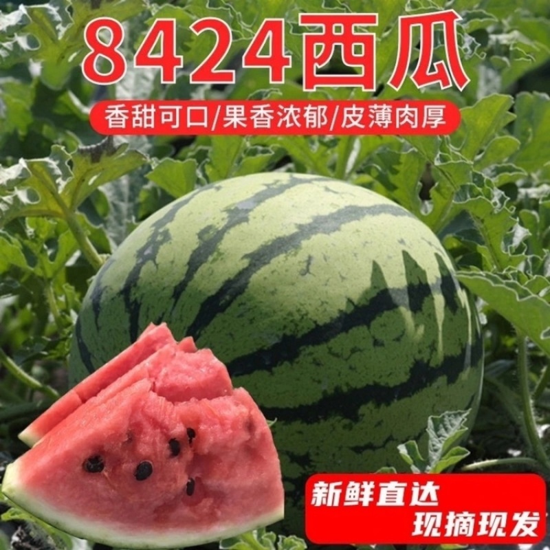 砀山精品8424西瓜口感脆甜大量上市基地直供保质保量