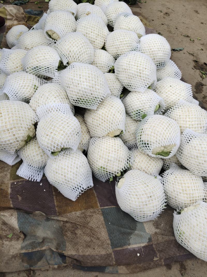 菜花支持找车，专业代办，精诚合作，保质保量，