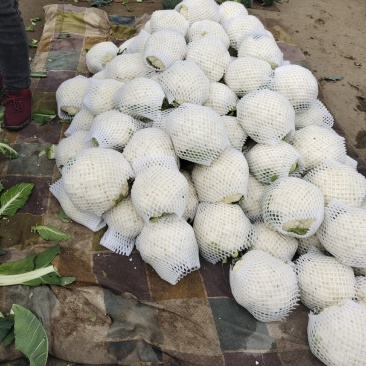 菜花支持找车，专业代办，精诚合作，保质保量，