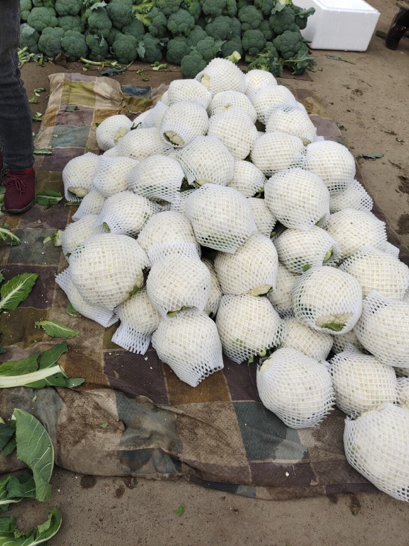 菜花支持找车，专业代办，精诚合作，保质保量，