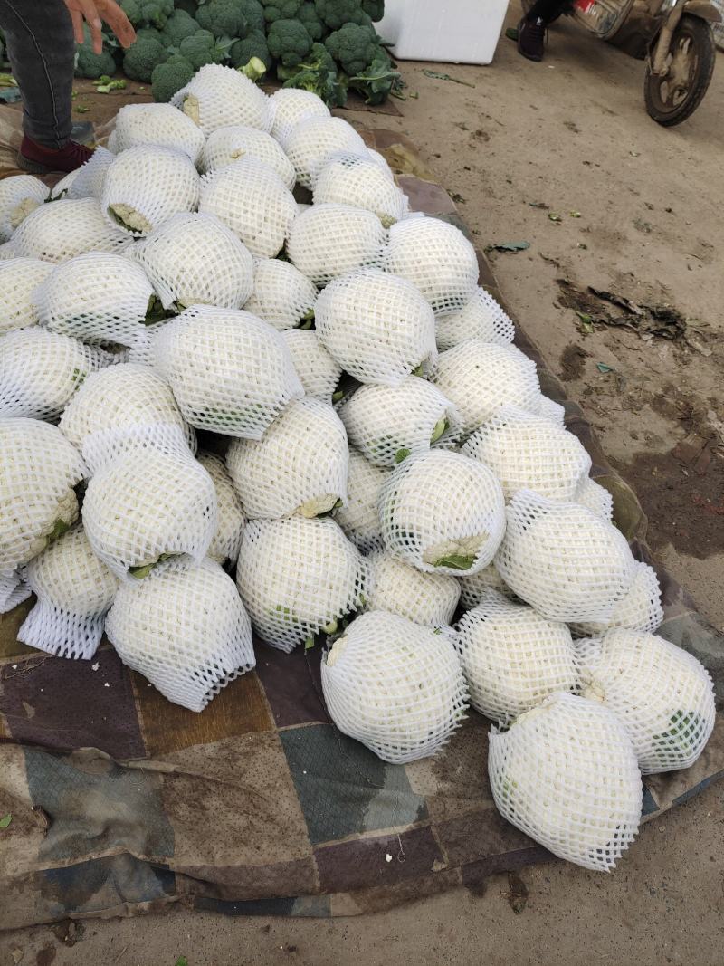 菜花支持找车，专业代办，精诚合作，保质保量，