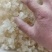 云南拉丝雪燕胶批发此货属B级雪燕欢迎选购厂家直销